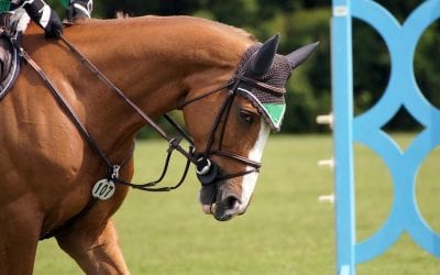 Dublin Horse Show