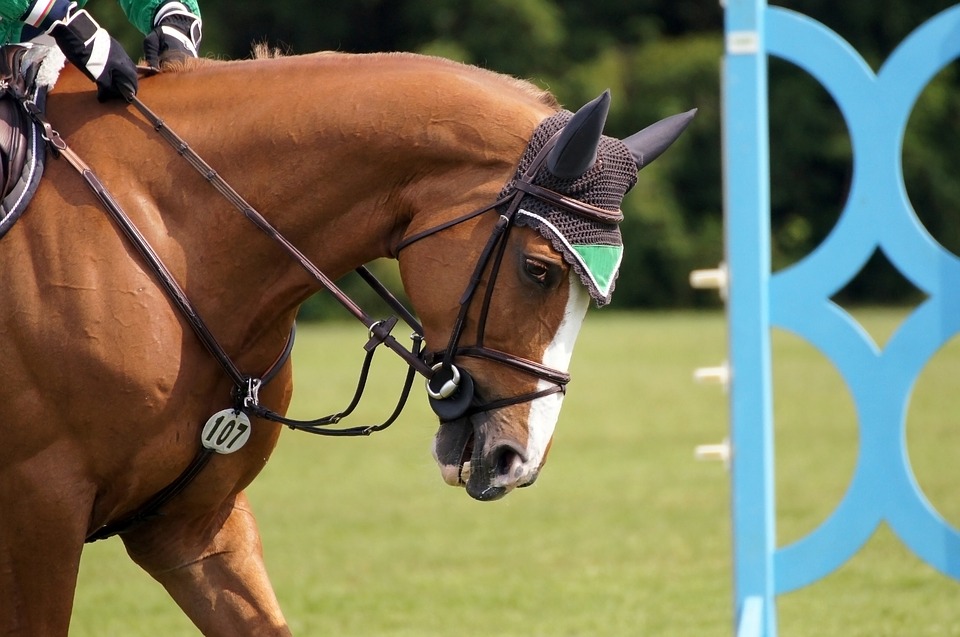 Dublin horse show 2019